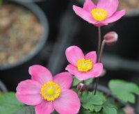 Nice strong pink single flowers and attractive deep green foliage.