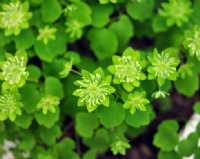 Green flowers and white petaloid stamens