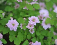 Full double pink flowers