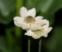 Upward facing creamy yellow buttercup like flowers