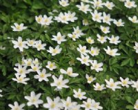 Multiple white flowers in carpets