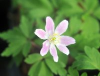 Big white flowers quickly turning pink with age