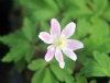 Anemone nemorosa Br...