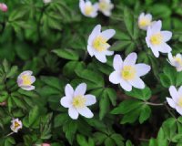 Palest pink flowers in masses