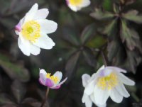 Nice dark foliage and pale pink flowers.