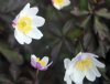 Show product details for Anemone nemorosa Evelyn Meadows