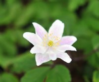 Palest pink flowers over fresh green foliage.