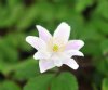 Anemone nemorosa Fl...