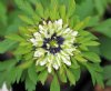 Anemone nemorosa Fr...