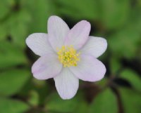 Palest pink rounded flowers over fresh green foliage