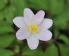 Anemone nemorosa Lucia