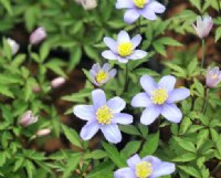 Nice blue buttercup-like flowers.