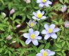 Anemone nemorosa Ma...