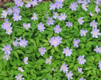 Numerous blue flowers and green foliage