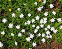 Full double clean white flowers in masses