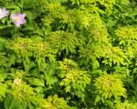 Green petalled flowers