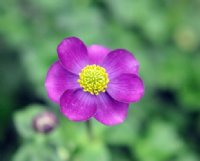 Big purple flowers and slightly haired foliage