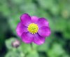 Show product details for Anemone obtusiloba Grace