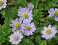 Bright big blue flowers over soft green fresh foliage.