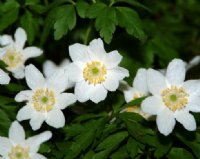 Big white open faced flowers