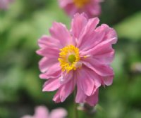 Semi double rich pink flowers in abundance.