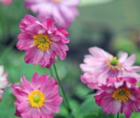 Rich pink semi double flowers.