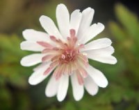 Fully double mid pink flowers.