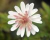 Show product details for Anemone pseudoaltaica Double Pink