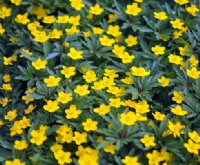 Bright golden yellow buttercup like flowers in masses