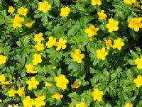 Rich yellow flowers in masses.