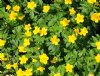 Show product details for Anemone ranunculoides wockeana