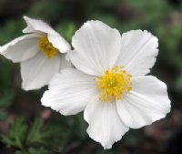Big white flat faced flowers and rich green foliage.