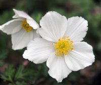 Big white flat faced flowers and rich green foliage.