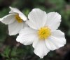 Show product details for Anemone rupicola