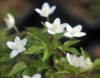 Big clean white flowers over fresh green foliage