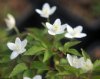 Show product details for Anemone trifolia