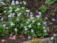 Blue buttercup-like flowers over deeply divided foliage.