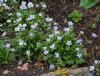 Show product details for Anemone trullifolia