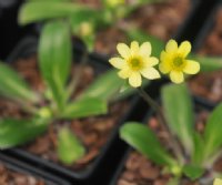 Rich yellow buttercup-like flowers and lanceolate foliage