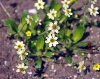 Nice buttercup like canary yellow flowers