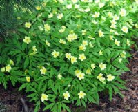 Pale sulphur yellow flowers