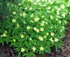 Show product details for Anemone x lipsiensis Stiby