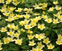 Sulphur yellow flowers in masses