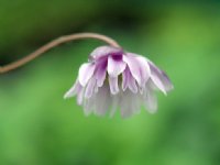 Pale lilac and white double nodding flowers