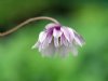 Show product details for Anemonopsis macrophylla Flore Plena