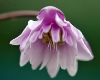 Pale lilac and white double nodding flowers