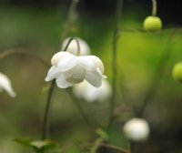 Waxy clean white nodding flowers