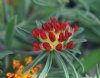 Anthyllis vulnerari...