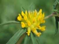 Nice bright yellow clover-like flowers and soft green foliage