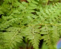 Finely dissected ferny foliage.